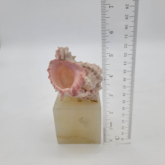 Murex Shell Mounted on Onyx Cube - Picture 8 of 8